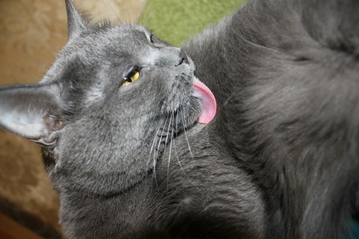 Ромка Мосин | Сургут