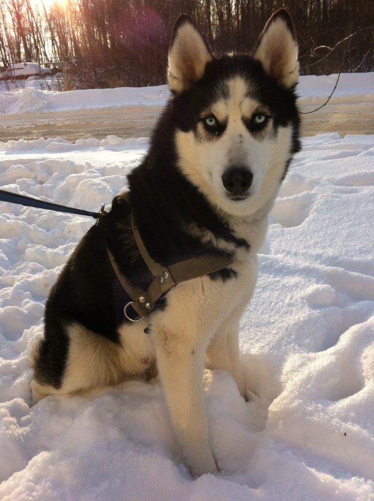 Слава Якушевич | Ярославль