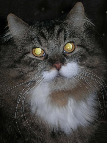 №154, Тома Ивличева, 36 лет, Санкт-Петербург №154, Тома Ивличева, 36 лет, Санкт-Петербург