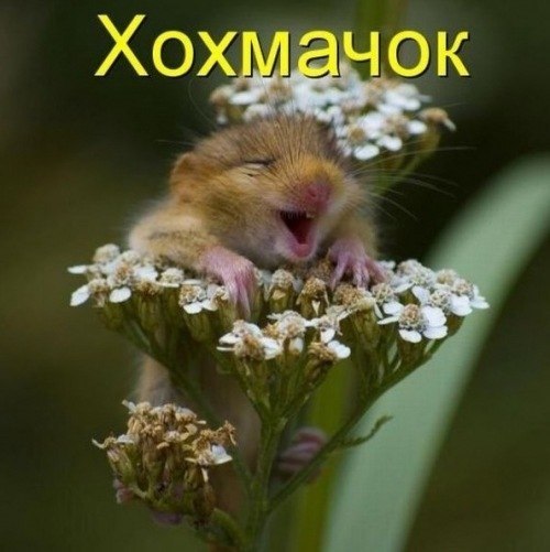 Сергей Веселов fil | Санкт-Петербург