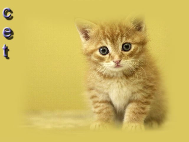 Мария Деденёва | Санкт-Петербург