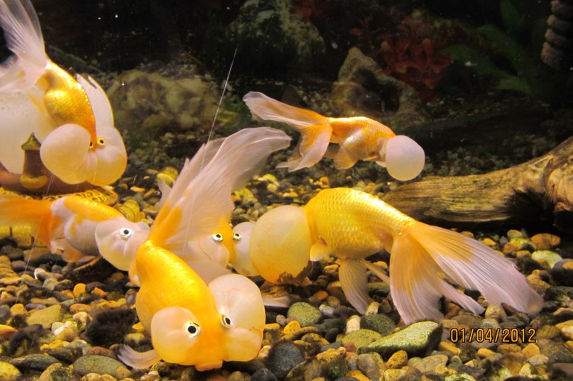 Саня Горностаев | Новосибирск