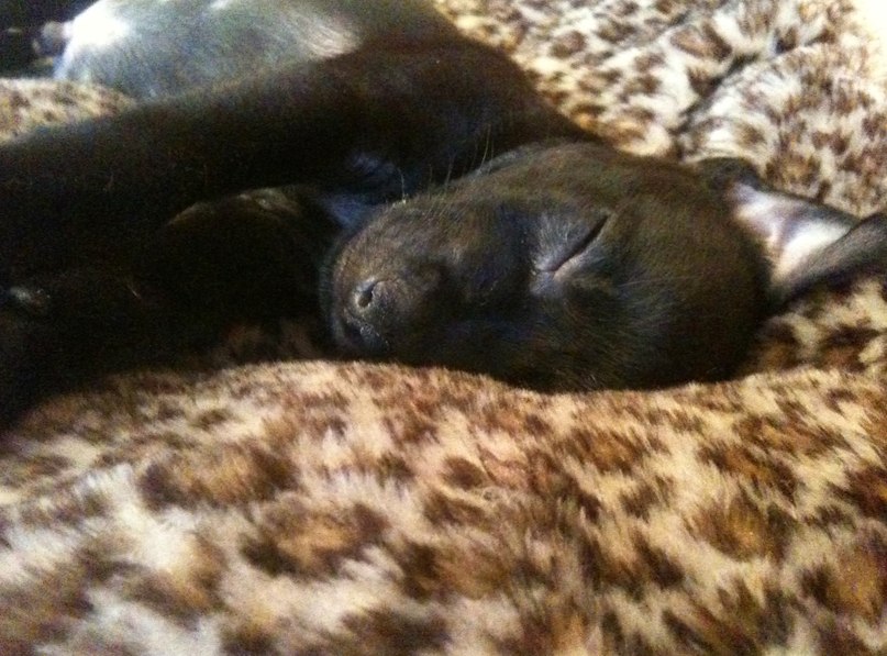 Сашуль Волкова | Санкт-Петербург