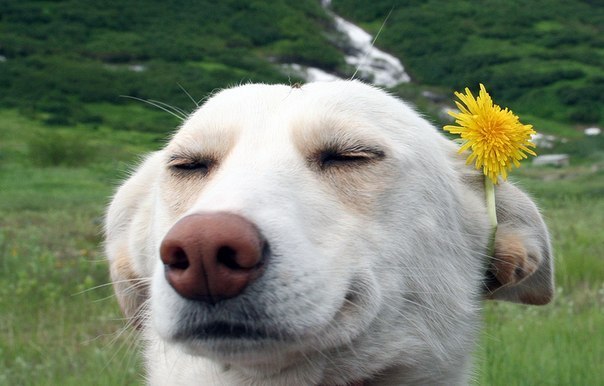 Роман Лебеденко | Днепр (Днепропетровск)