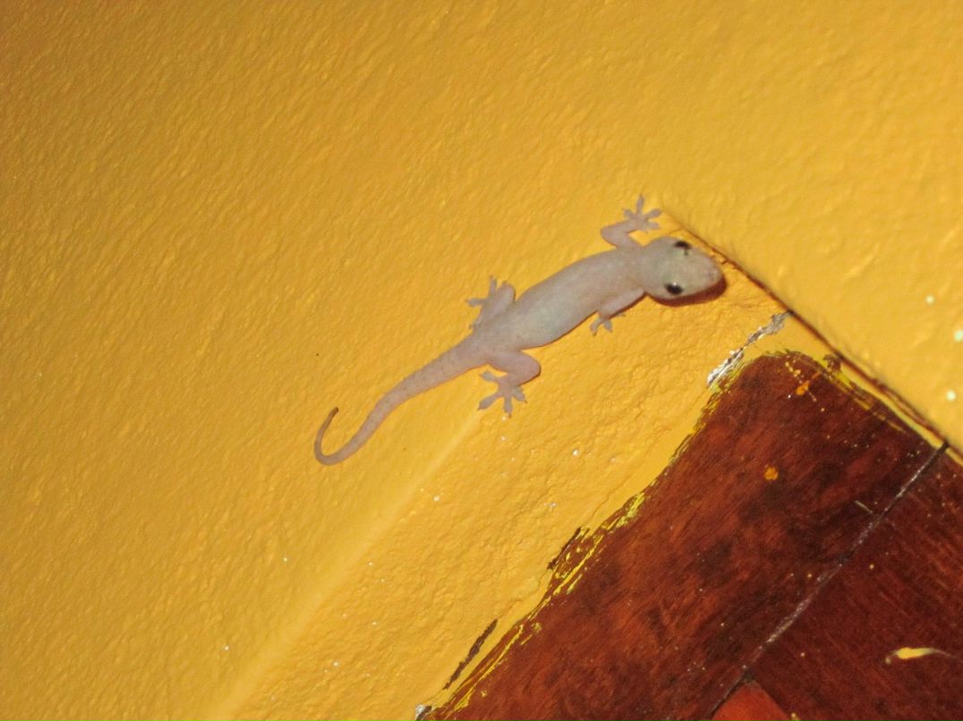 Василий Яковлев | Санкт-Петербург