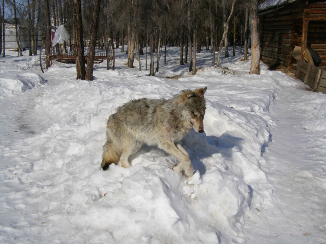 Дмитрий Алексеев | Якутск