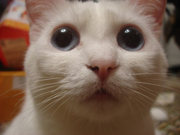 Гэнюль Стоянова | Сургут