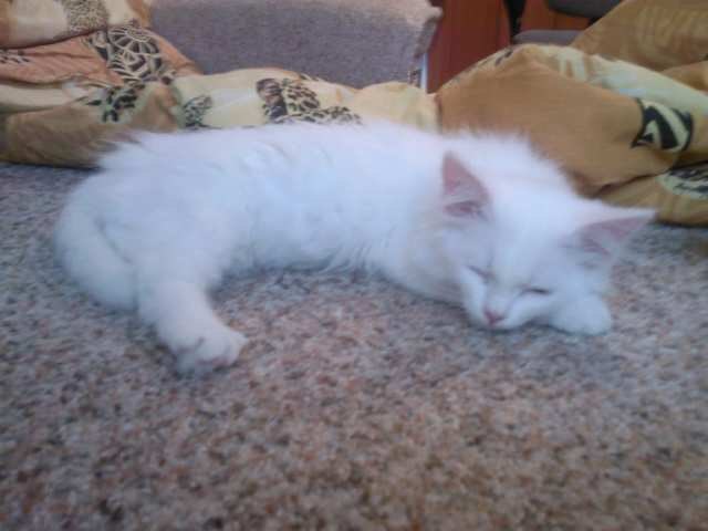 Катюшка Жевагина | 