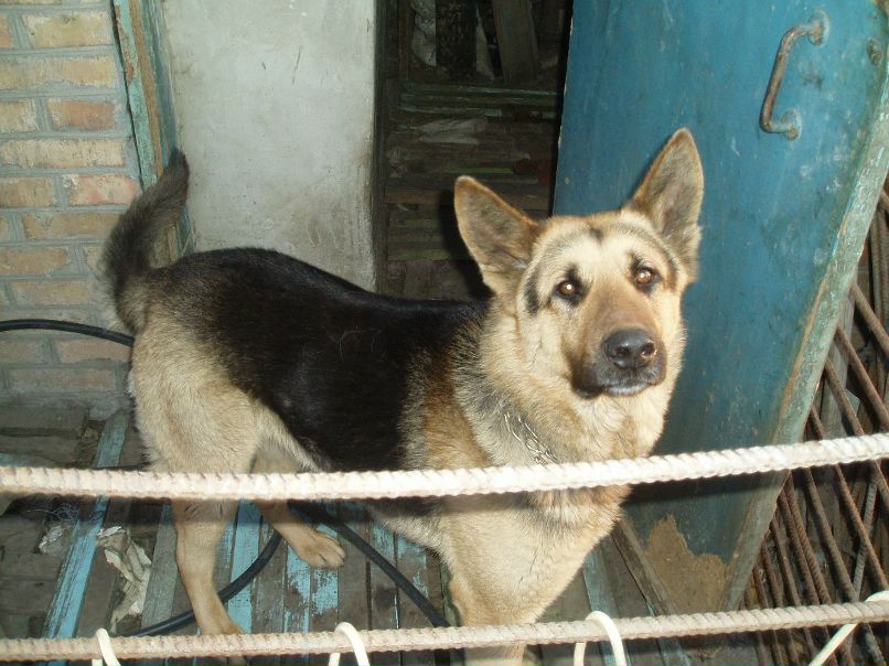 Влад Адамов vlad | Никополь