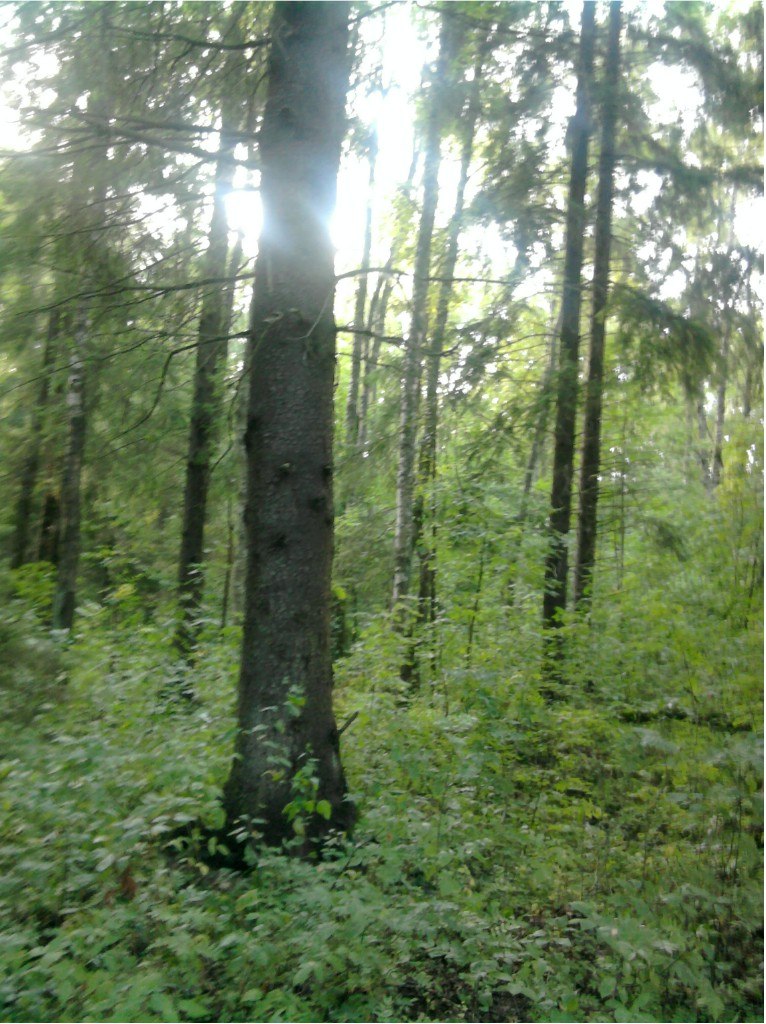 Anastasia Vinogradova | Санкт-Петербург