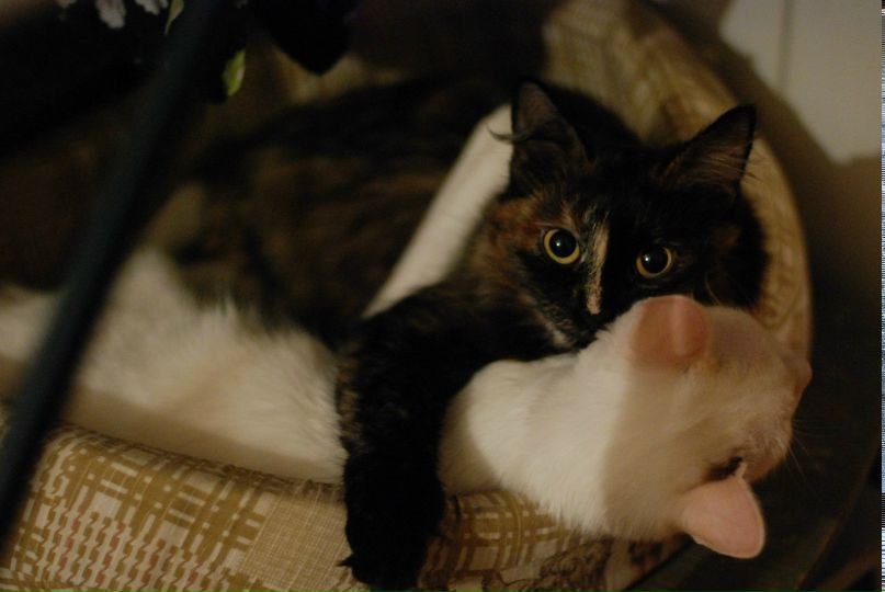 Яна Женерос Революция | Москва