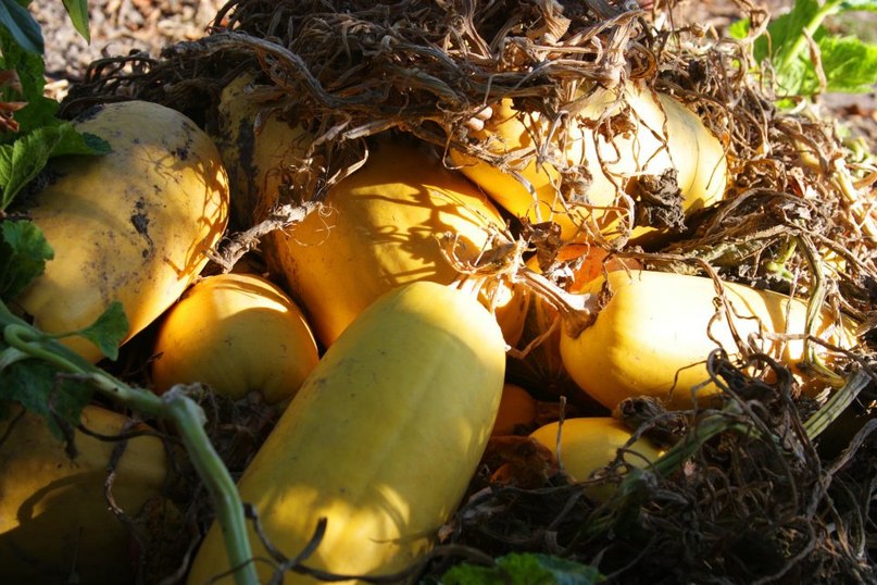 Зоряна Опанащук | Львов