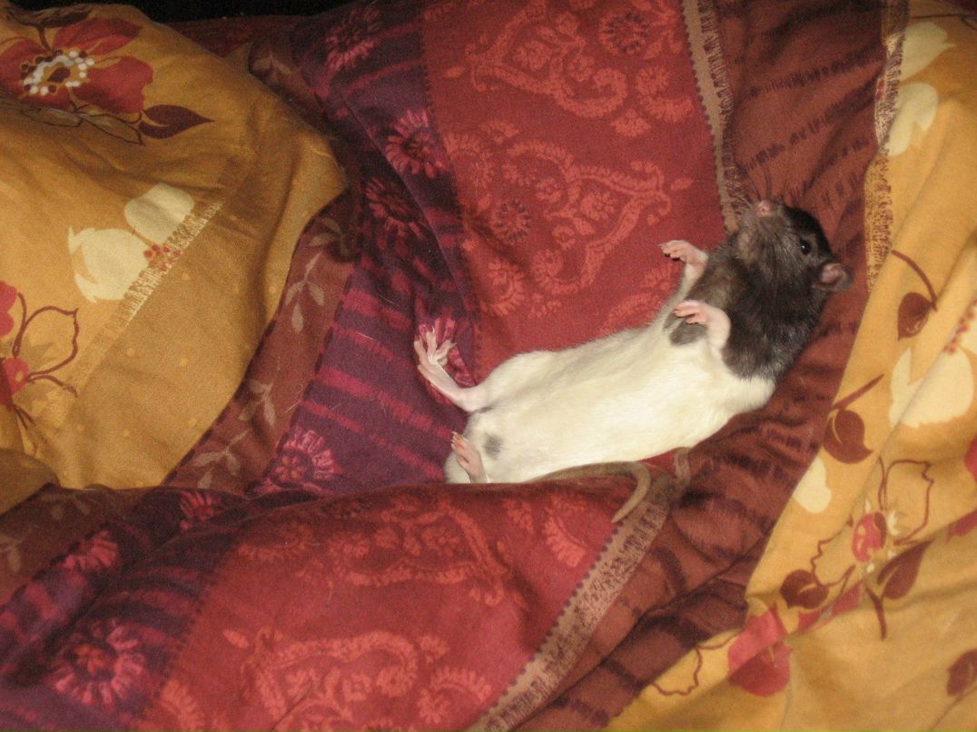 Вячеслав Санакоев | Новоульяновск