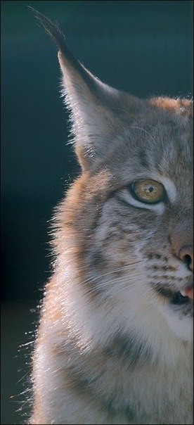 Мария Михайлова | Москва