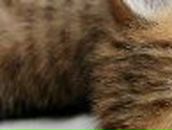 Виктория Медведева ♥Ƹ̴Ӂ̴Ʒ♥!КЫСЬ-МУРЫСЬ!♥Ƹ̴Ӂ̴Ʒ♥ | Мирный