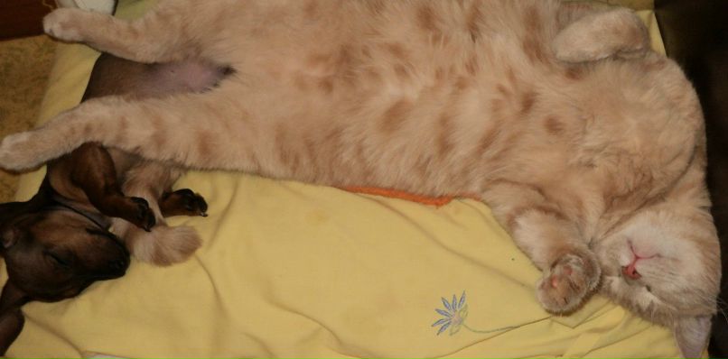 Ирина Ларина | Днепр (Днепропетровск)