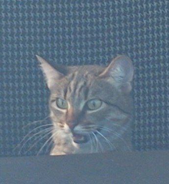 Димон Иваниченко dizzey | Кривой Рог