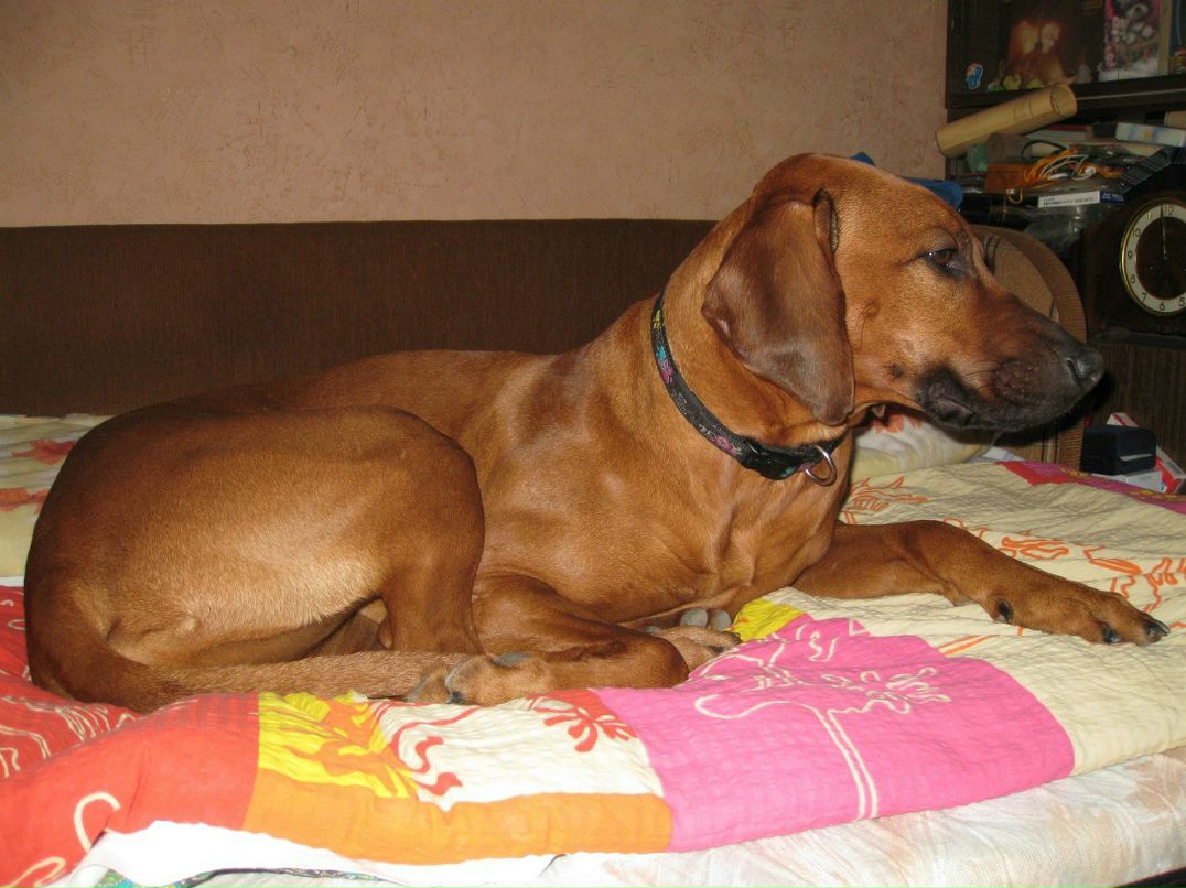 Ануш Газиян | Москва