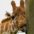 Света Зайкина | Пермь