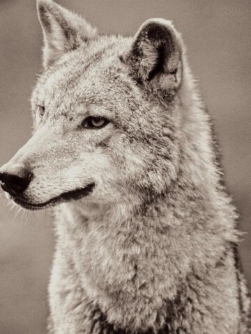 №157, Аделина Тухватуллина, 26 лет, Учалы (село) №157, Аделина Тухватуллина, 26 лет, Учалы (село)