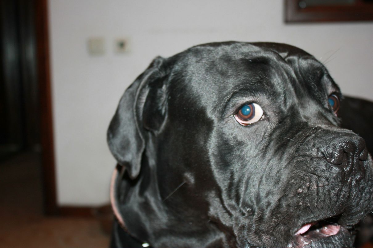 Василь Малиновський | Киев