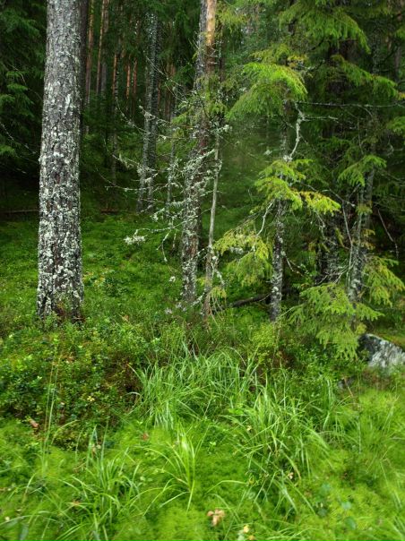 №54, Жанна Орлова, Киев №54, Жанна Орлова, Киев