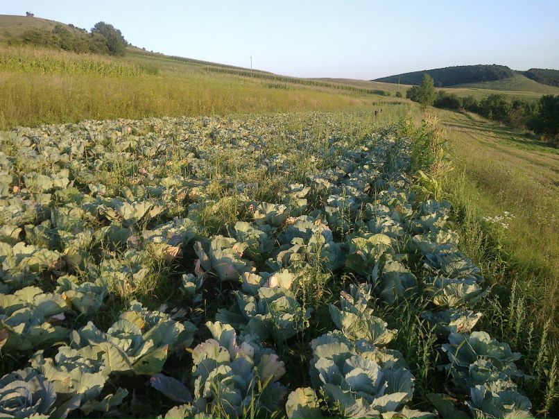 Андрій Піскорський | 