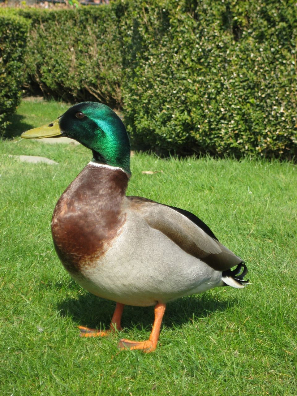 Вадим Мамаев | 