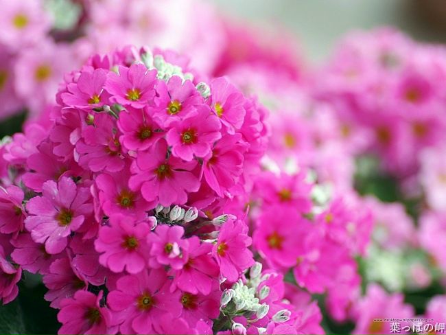 №20, Екатерина Слива, Петрозаводск №20, Екатерина Слива, Петрозаводск