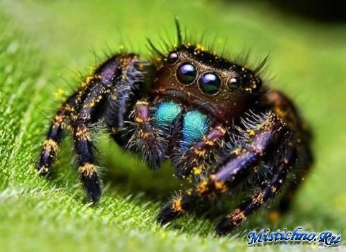 Димка ... | Мариуполь