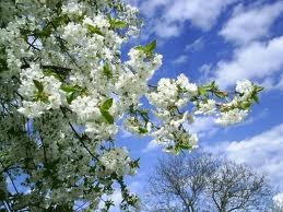 Галя Коцаба | Днепр (Днепропетровск)