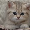 Аватар: Vanya Me