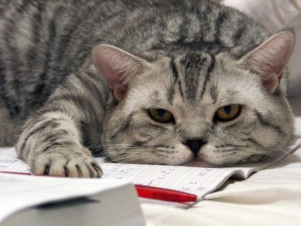 Некит Добров | Москва