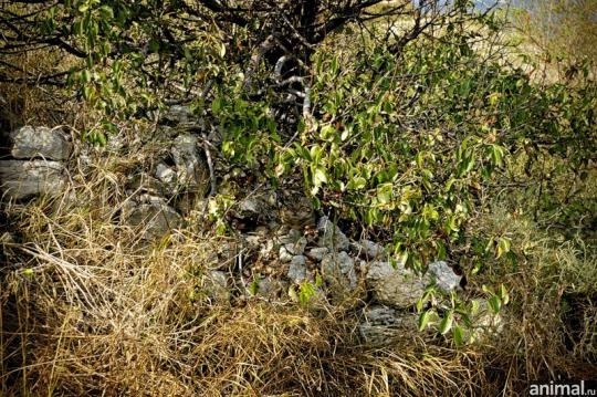 №51, Алена Алексеева, 38 лет, Санкт-Петербург, Россия №51, Алена Алексеева, 38 лет, Санкт-Петербург, Россия