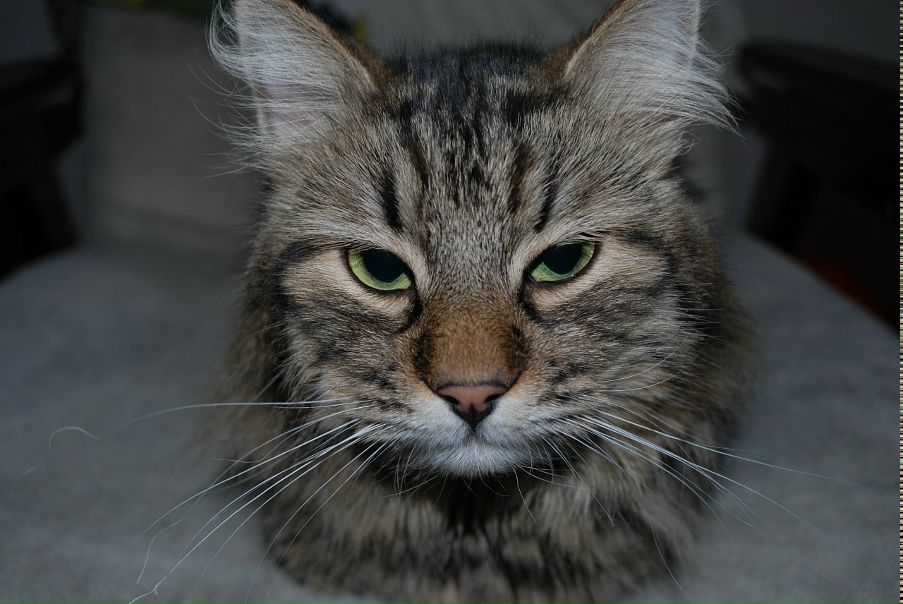 №22, Миша Миша, Харьков №22, Миша Миша, Харьков