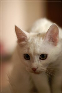 Дарья Смирнова | Петрозаводск