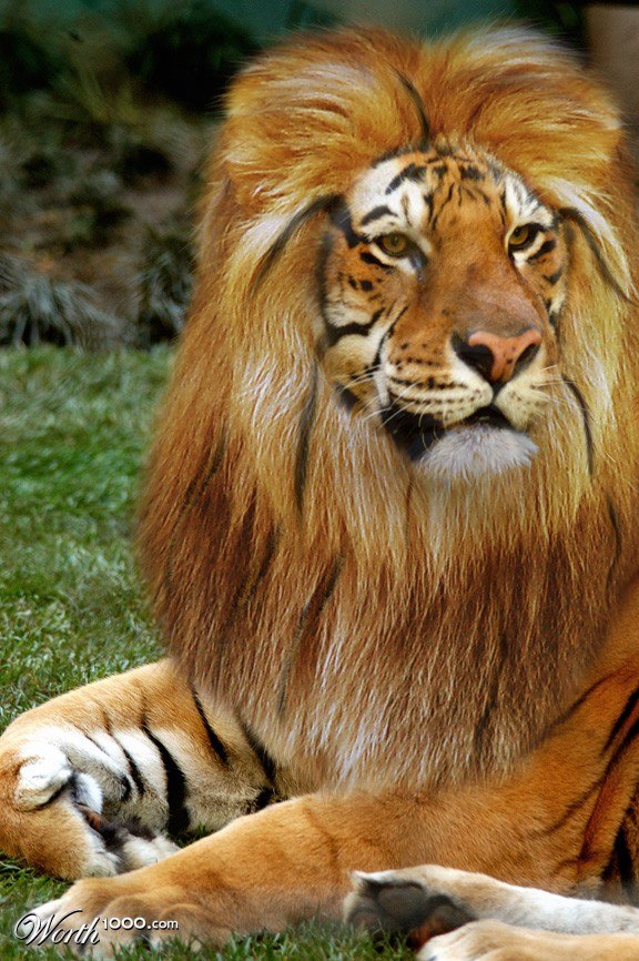 Елена Аманеста | Артем