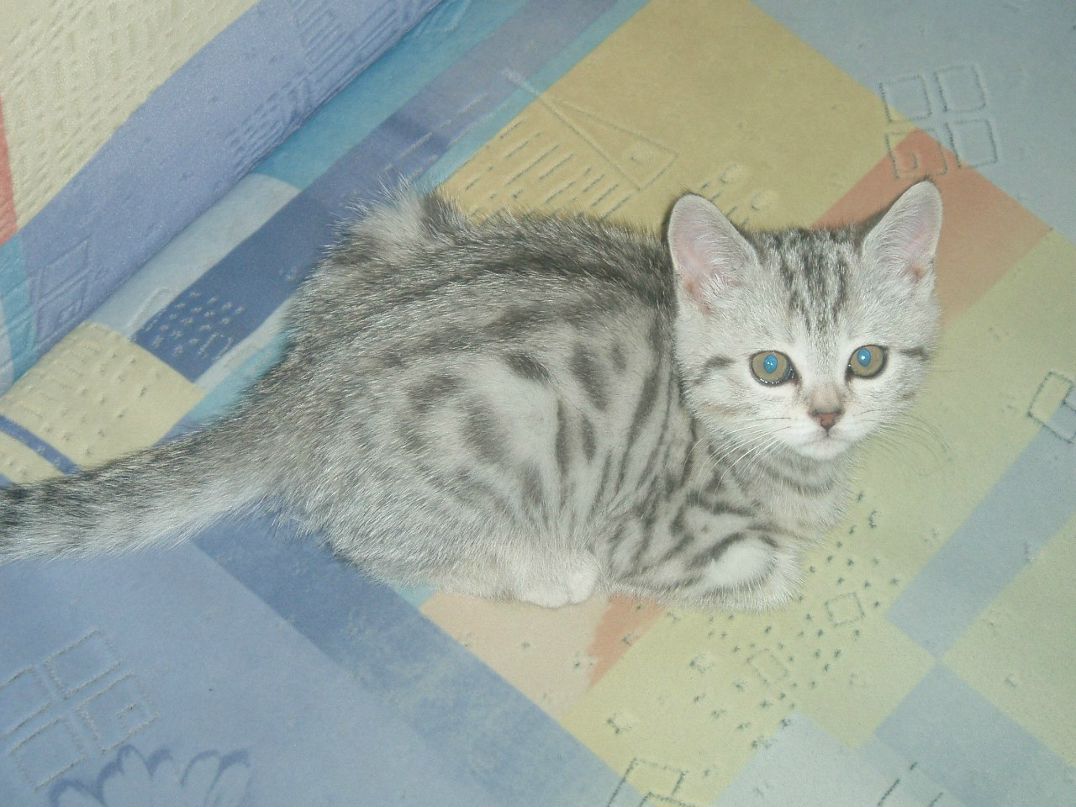 Сергей Пушняков | Москва