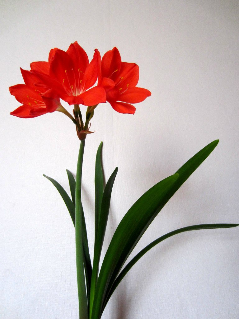 Анна Доманина | Ставрополь