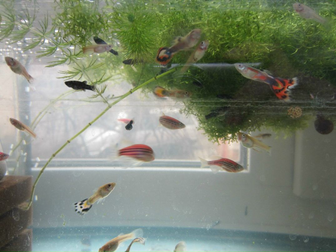 Денис Лешик | 