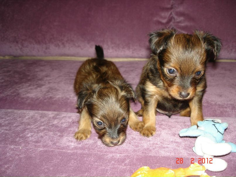 Светлана Самохвалова(Мелехина) | Санкт-Петербург