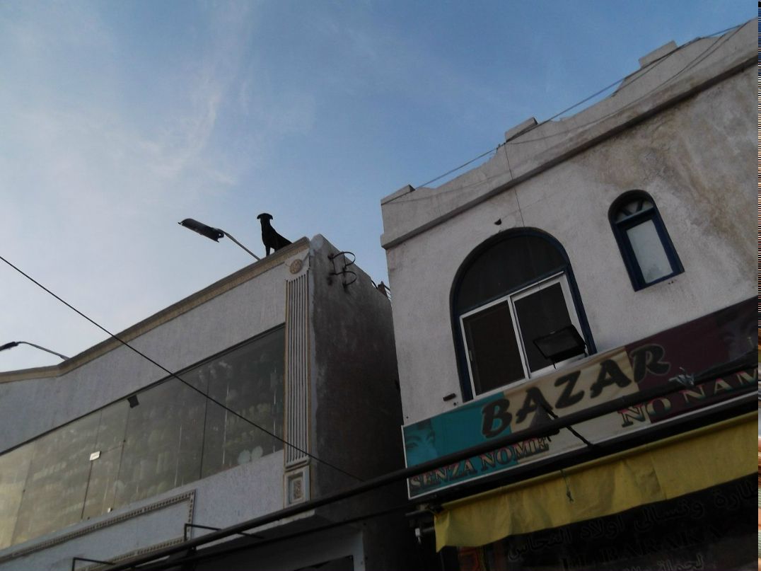 Евгений Козлов ВОЖАК | Санкт-Петербург