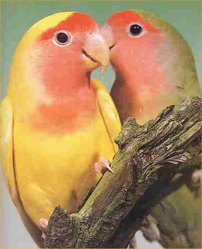 Виктория Малая | Днепр (Днепропетровск)