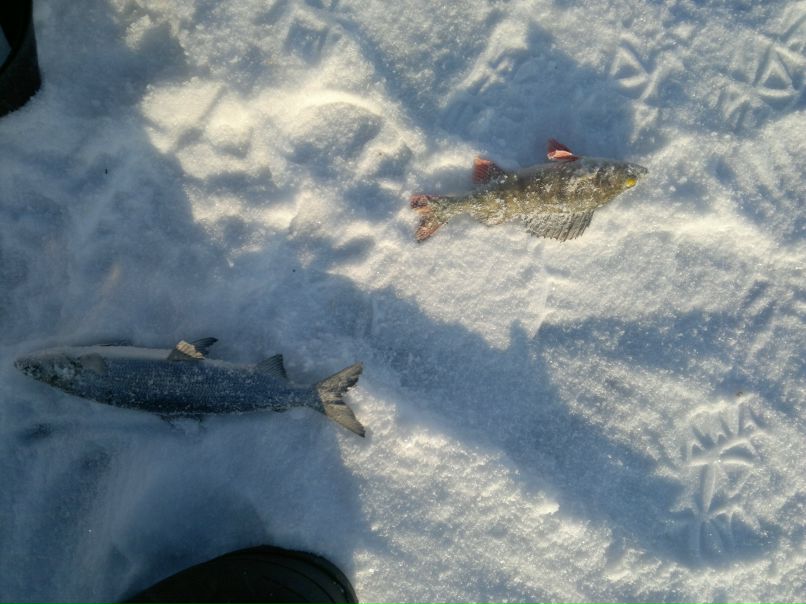 Руслан Сташков | Петрозаводск