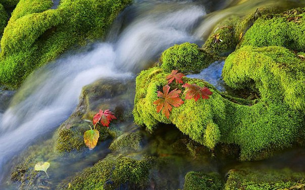 №36, Антон Завірюха, Буки №36, Антон Завірюха, Буки