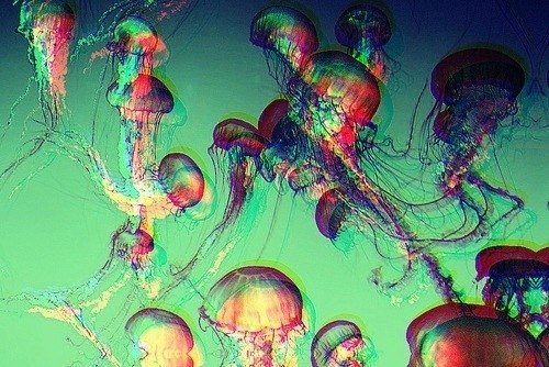 Лиза Амс | Turku