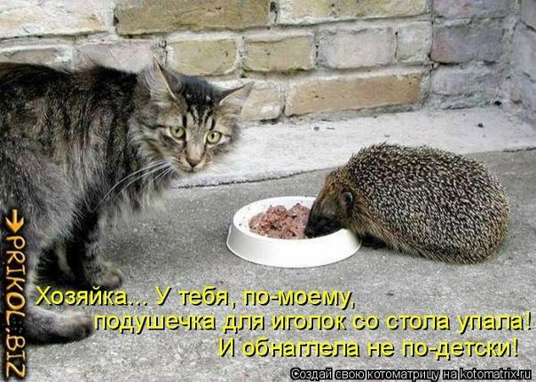 №88, Кристина Петах №88, Кристина Петах