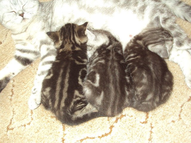 Алина Рыжова | Энгельс