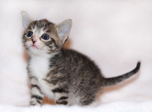 №2, Константин Метельский, Санкт-Петербург №2, Константин Метельский, Санкт-Петербург