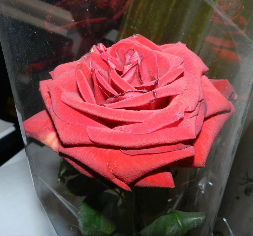 Юлия Чалая-Зяблицкая | Прокопьевск